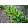 Cress Broadleaf Garden Organic - 20 Seeds (3 for the Price of 1)