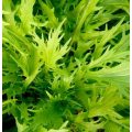 Mizuna Lime Green Asian Streaks Organic - 20 Seeds