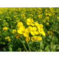 Mustard Greens Organic - 20 Seeds