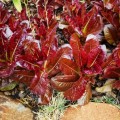 Lettuce Romaine Red Organic - 20 Seeds (3 for the Price of 1)