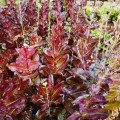 Lettuce Romaine Red Organic - 20 Seeds (3 for the Price of 1)