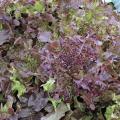 Lettuce Salad Bowl Red Organic - 50 Seeds