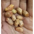 Peanuts Monkey Organic - 10 Seeds