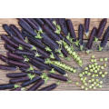Pea Purple Sugar Snap Organic - 20 Seeds