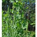 Pea Tall Telephon Garden Organic - 20 Seeds