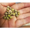 Pea Golden Snap Pod Organic - 20 Seeds