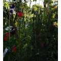 Sweet Pea Old Spice - 20 Seeds