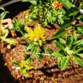 Safflower (Poorman`s Saffron) Organic - 30 Seeds