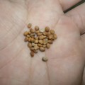 Radish Nero Tondo Black Organic - 40 Seeds
