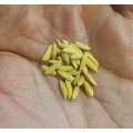 Rice Long Grain Organic - 30 Seeds