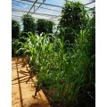 Sorghum Ames Amber Organic - 50 Seeds