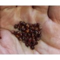 Sorghum Broomcorn Organic - 50 Seeds