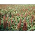 Sorghum Honey Drip Organic - 50 Seeds (2 for the Price of 1)