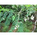 Moringa Oleifera Organic Seeds - 15 Seeds