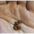 Chocolate Carob (Ceratonia Siliqua) Tree - 5 Seeds