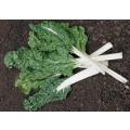 Spinach Fordhook Giant Organic - 50 Seeds (3 for the Price of 1)