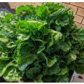 Spinach Fordhook Giant Organic - 50 Seeds (3 for the Price of 1)