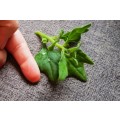 New Zealand Spinach Organic - 10 Seeds