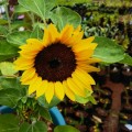 Sunflower Dwarf Organic - 10 Seeds