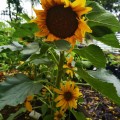 Sunflower Dwarf Organic - 10 Seeds