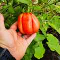 Tomato Pink Accordion Organic - 10 Seeds