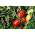 Tomato Roma Plum Organic - 30 Seeds