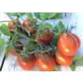 Tomato Tsunshigo Organic - 10 Seeds