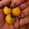 Tomato Yellow Patio Organic - 15 Seeds