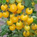 Tomato Yellow Patio Organic - 15 Seeds