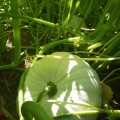 Flat White Boer Pumpkin (10 Seeds)