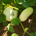 Flat White Boer Pumpkin (10 Seeds)