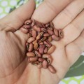 Bean Thai Chinese Yard Long Organic - 50 Seeds