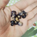 Bean Succotash Pole (10 Seeds)