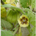 Cape Gooseberry Organic - 20 Seeds (3 for the Price of 1)