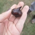 Chinese Water Chestnut (3 Tubers packed in Soil)(Limited Stock Still Available)