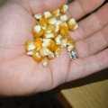 Corn Golden Bantam Sweet Organic - 50 Seeds