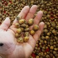 Chufa/Tiger Nuts (20 Seeds)