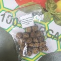 Chufa/Tiger Nuts (20 Seeds)