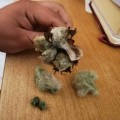 Arkansas Green Lint Cotton (10 Seeds)