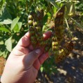 Beans Nandalo Pidgeon Pea (10 Seeds)