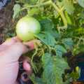 Tomato Lime Green Salad (10 Seeds)