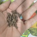 Rozelle (50 Seeds)