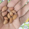 Peanuts Chalimbana (10 Seeds)