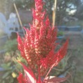 Celosia Pampas Plume (30 Seeds)