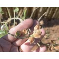 Ginseng Ashwagandha (10 Seeds)