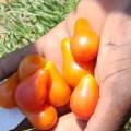Tomato Red Pear (10 Seeds)