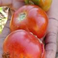 Tomato Aurora (10 Seeds)