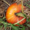 Turk`s Turban Pumpkin (10 Seeds)