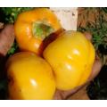 Hot Apple Yellow Alma Paprika Chilli Pepper (10 Seeds)