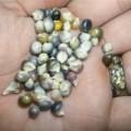 Corn Glass Gem (7.5 ml - Approximately 60 Seeds)